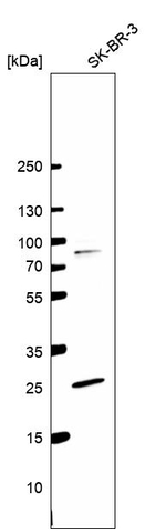 PILRB Antibody in Western Blot (WB)
