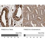 FAM221A Antibody in Immunohistochemistry (IHC)