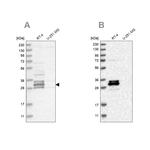 FAM221A Antibody in Western Blot (WB)