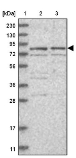 POLH Antibody in Western Blot (WB)
