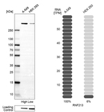 RNF213 Polyclonal Antibody