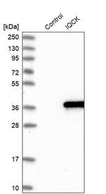 IQCK Antibody in Western Blot (WB)
