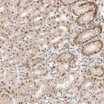 Hoxc5 Antibody in Immunohistochemistry (Paraffin) (IHC (P))