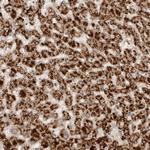 DMBX1 Polyclonal Antibody