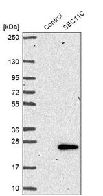 SEC11C Antibody in Western Blot (WB)