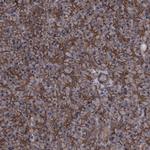 PCDH17 Antibody in Immunohistochemistry (Paraffin) (IHC (P))