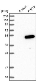 PHF13 Antibody in Western Blot (WB)