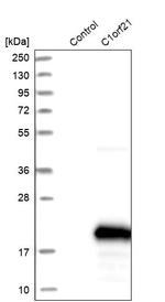 C1orf21 Antibody in Western Blot (WB)