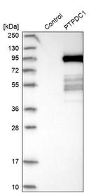 PTPDC1 Antibody in Western Blot (WB)