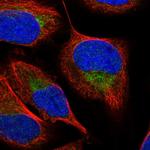 SFXN2 Polyclonal Antibody