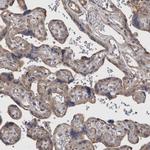 SFXN2 Antibody in Immunohistochemistry (Paraffin) (IHC (P))