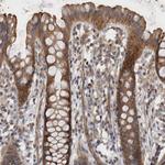 SFXN2 Antibody in Immunohistochemistry (Paraffin) (IHC (P))