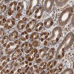 SFXN2 Antibody in Immunohistochemistry (Paraffin) (IHC (P))