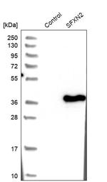 SFXN2 Antibody in Western Blot (WB)