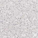 LARP7 Antibody in Immunohistochemistry (Paraffin) (IHC (P))