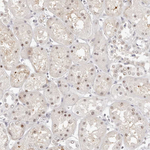 LARP7 Antibody in Immunohistochemistry (Paraffin) (IHC (P))