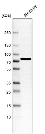 LARP7 Antibody in Western Blot (WB)