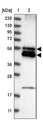 BNIP2 Antibody in Western Blot (WB)