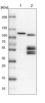 BNIP2 Antibody in Western Blot (WB)