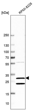 USE1 Antibody in Western Blot (WB)