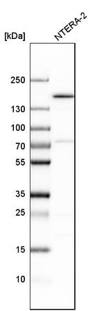 SMARCC1 Antibody in Western Blot (WB)