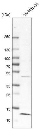 LAMTOR3 Antibody in Western Blot (WB)