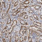 Stabilin 2 Antibody in Immunohistochemistry (IHC)