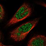 CCDC126 Polyclonal Antibody