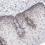 WDR8 Antibody in Immunohistochemistry (Paraffin) (IHC (P))