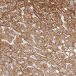 C12orf49 Antibody in Immunohistochemistry (Paraffin) (IHC (P))