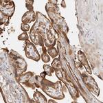 C12orf49 Antibody in Immunohistochemistry (Paraffin) (IHC (P))