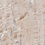 C12orf49 Antibody in Immunohistochemistry (Paraffin) (IHC (P))