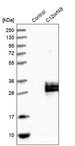 C12orf49 Antibody in Western Blot (WB)