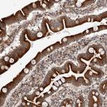 C4orf3 Polyclonal Antibody