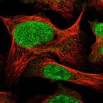 COPS7A Polyclonal Antibody