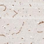 TMTC2 Antibody in Immunohistochemistry (Paraffin) (IHC (P))