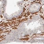 TMTC2 Antibody in Immunohistochemistry (Paraffin) (IHC (P))