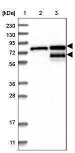 TMTC2 Antibody in Western Blot (WB)