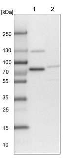 TMTC2 Antibody in Western Blot (WB)
