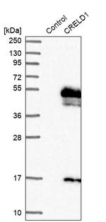 CRELD1 Antibody in Western Blot (WB)