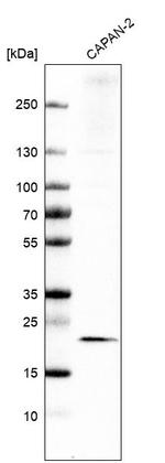 CMTM6 Antibody in Western Blot (WB)