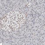C1orf162 Antibody in Immunohistochemistry (Paraffin) (IHC (P))