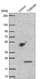 TMEM69 Antibody in Western Blot (WB)