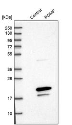 POMP Antibody in Western Blot (WB)