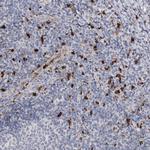 CYB561D1 Polyclonal Antibody