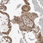 ZNF318 Antibody in Immunohistochemistry (Paraffin) (IHC (P))