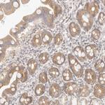 ASCL3 Antibody in Immunohistochemistry (Paraffin) (IHC (P))