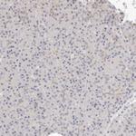 ASCL3 Antibody in Immunohistochemistry (Paraffin) (IHC (P))