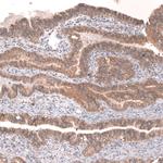 VANGL2 Antibody in Immunohistochemistry (Paraffin) (IHC (P))