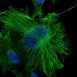 OTUD7B Polyclonal Antibody